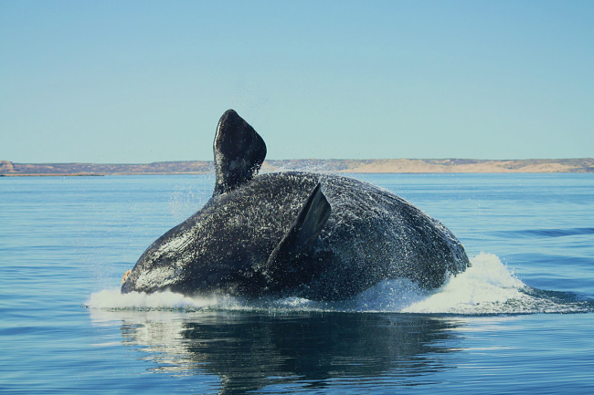 El salto de una ballena en patagonia Argentina. Foto: Romina Bottazzi